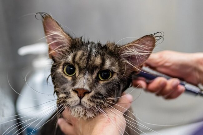 Cat getting groomed by their owner.
