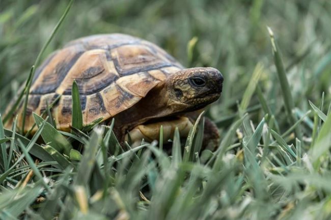 Tortoise in the grass.