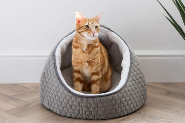 Cat sat in grey cat bed.