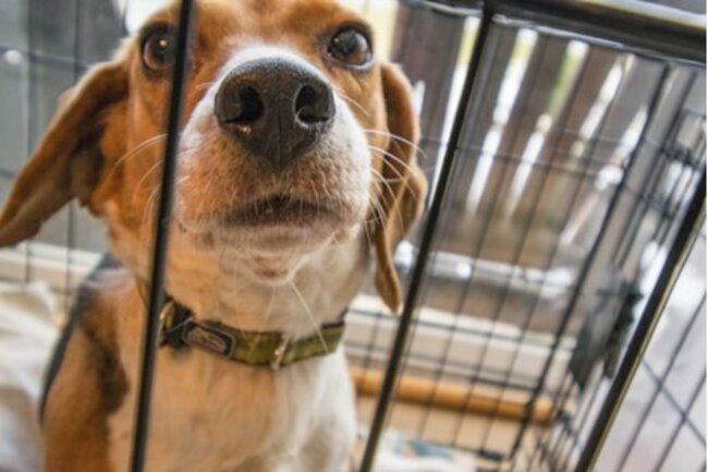 Dog inside the cage looking out.