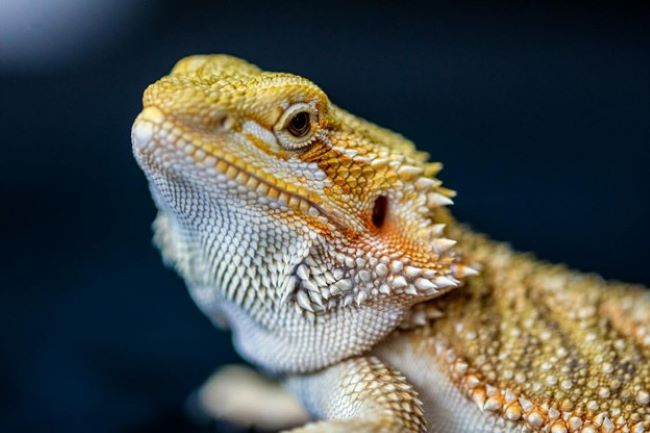 Yellow lizard.