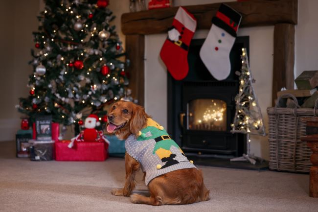 Dog wearing jumper.