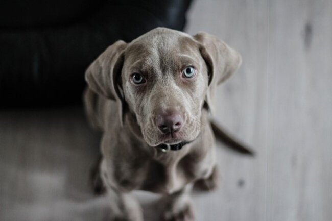 Dog looking up.