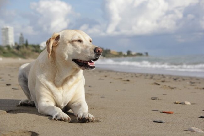 Dog sitting on the beach.