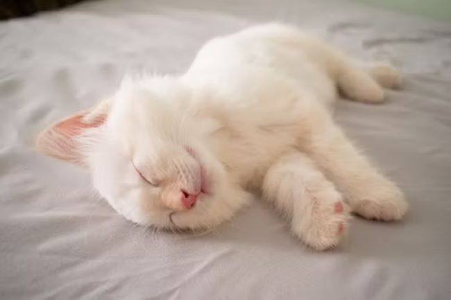 White kitten lying on its side.