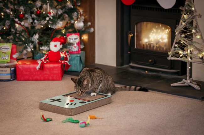 Cat playing with scratch board.