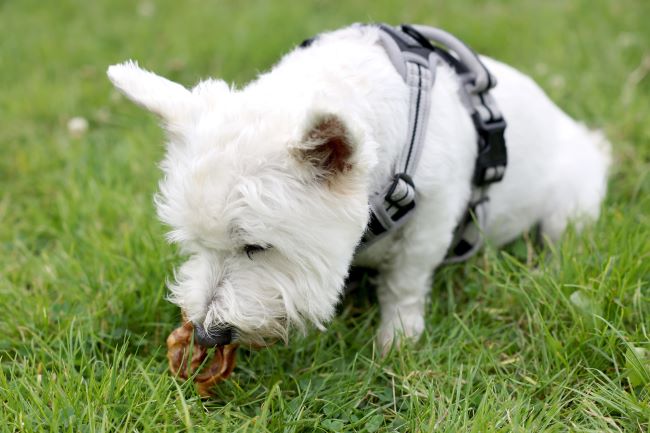 Westie outdoors eating raw natural dog treat.