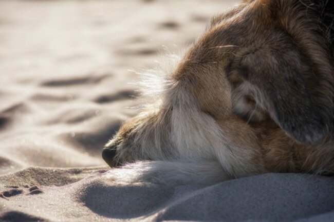 Dog is relaxing at the beach.