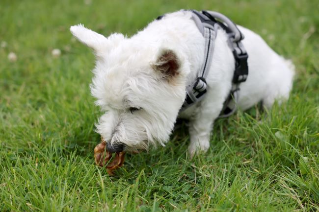Westie eating natural treat.