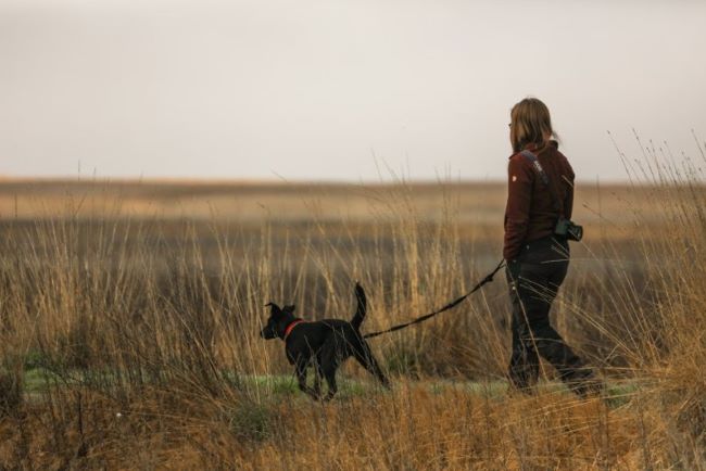 Dog being walked in a field.