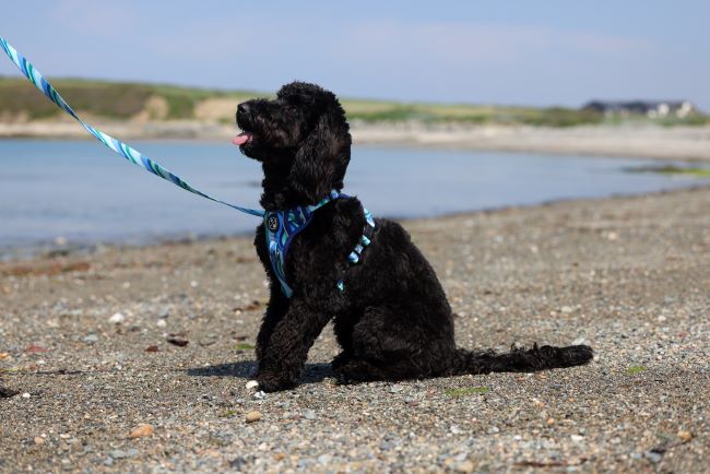Black cockapoo sat wearing a lead and harness on the beach.