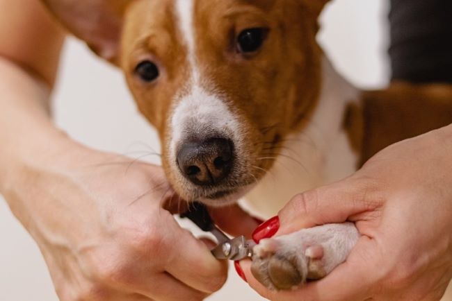 Dog getting nails clipped and trimmed.