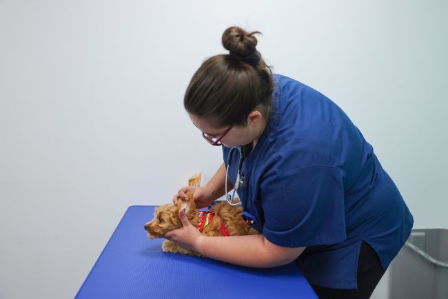 Vet checking dog's ears.