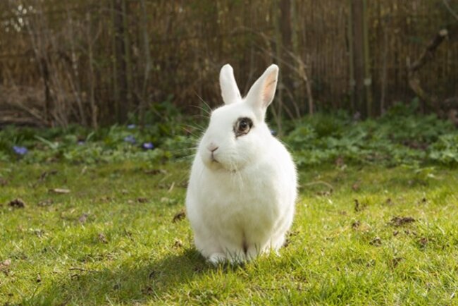 Rabbit sitting on grass.