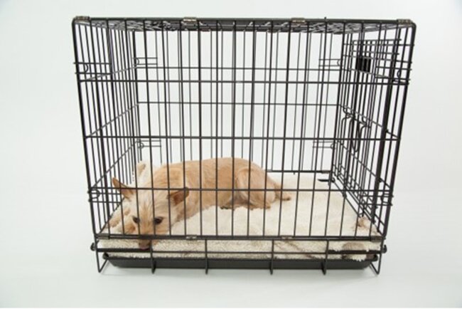 Dog lying down inside the cage.