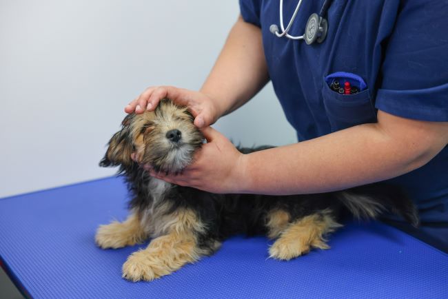 Dog being examined by a vet.