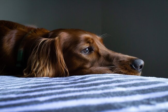 Dog not feeling well.