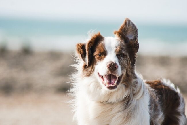 Dog at the beach.