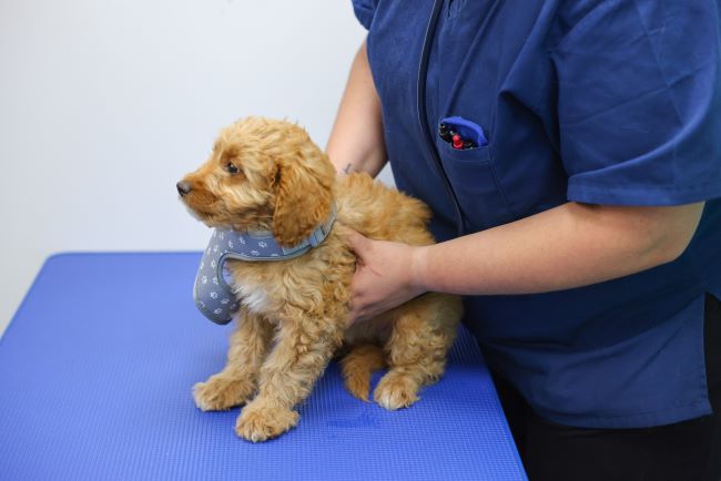 Vet holding dog.