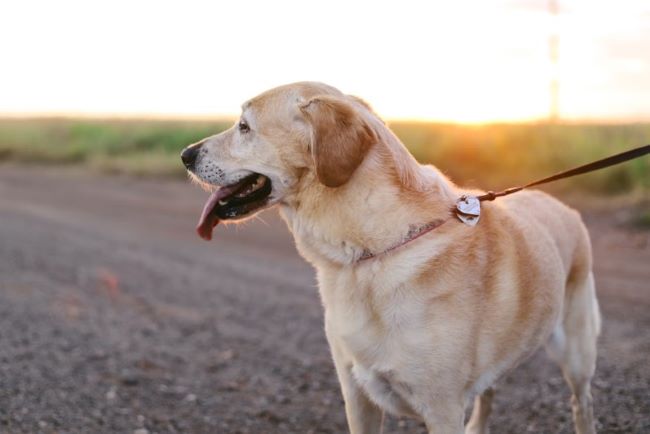 Labrador being walked on lead.