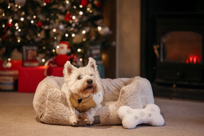 Westie sat in bed in front of Christmas tree.