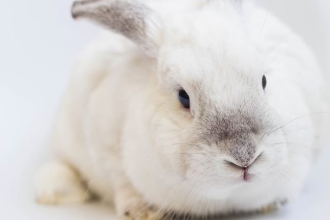White rabbit.
