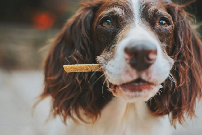 Dog eating treat.