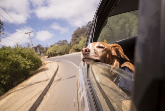 Dog in car.