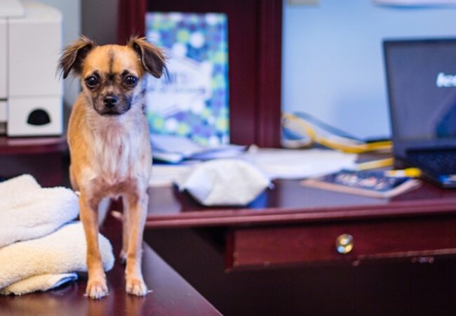 Dog standing on the desk.