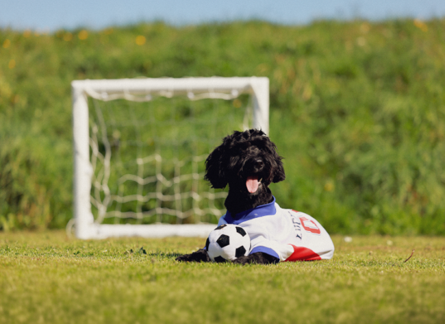A black dog wearing a jersey lies on grass with a soccer ball, in front of a goalpost on a sunny day.