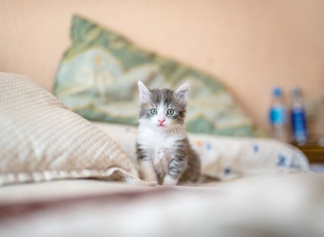 A fluffy gray and white kitten sits on a bed, surrounded by pillows, with bottled water visible in the background.