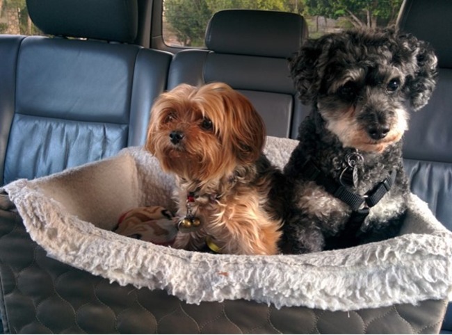 Two dogs sitting in a dog bed together.