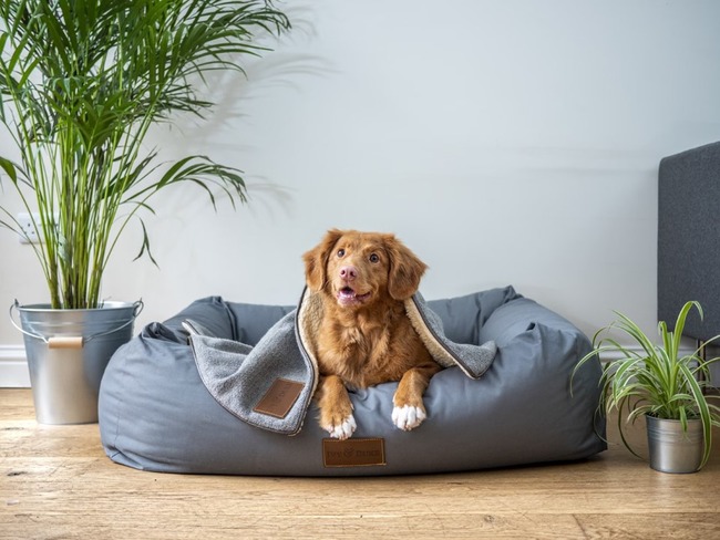 Dog sitting in their bed.
