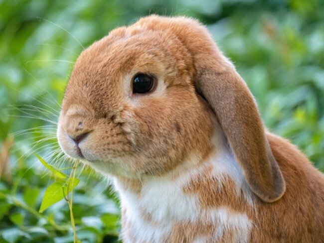 Rabbit sitting on grass.