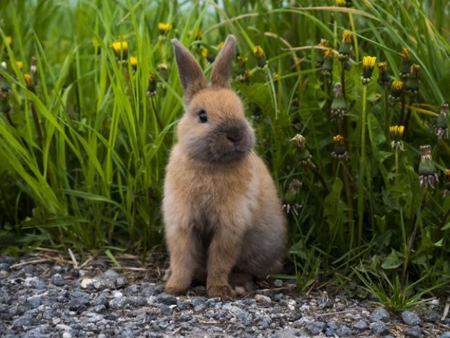 Brown bunny surrounded by grass.