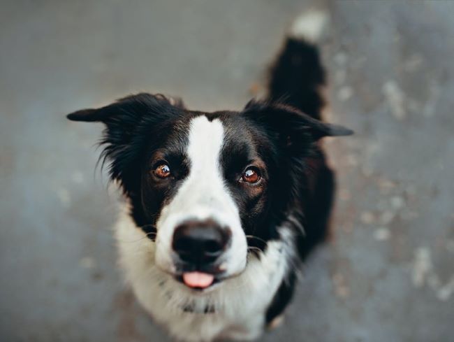 Dog sticking tongue out.