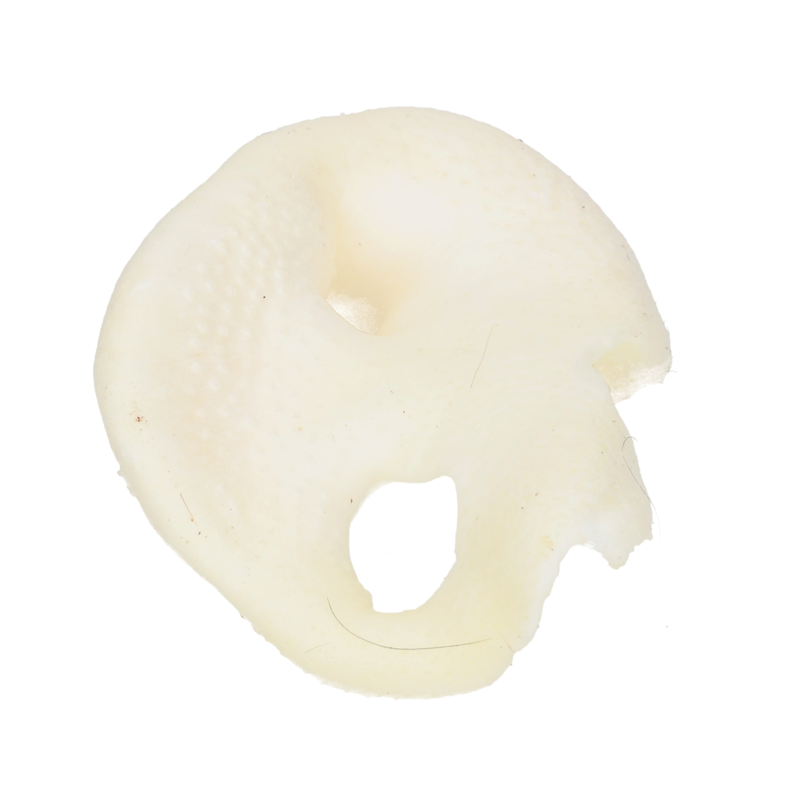 Jollyes Air Dried Puffed Porky Snout Dog Treat
