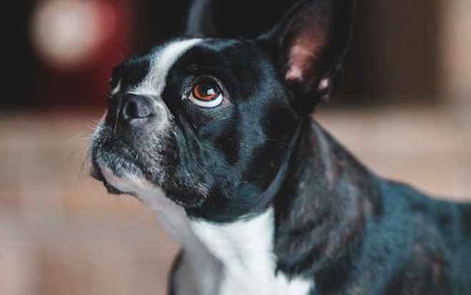 dog looking sad