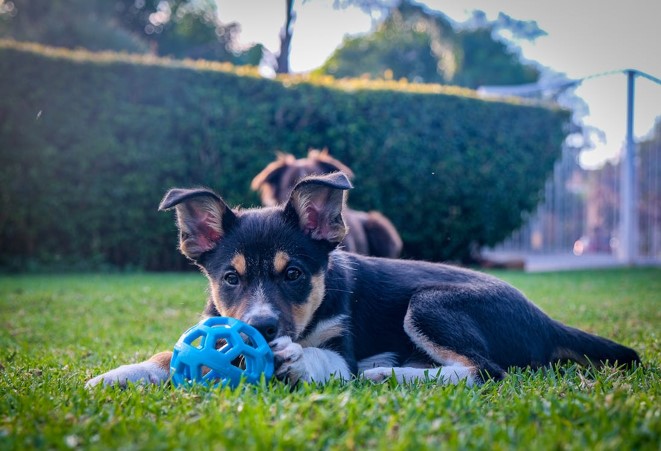 puppy with toy