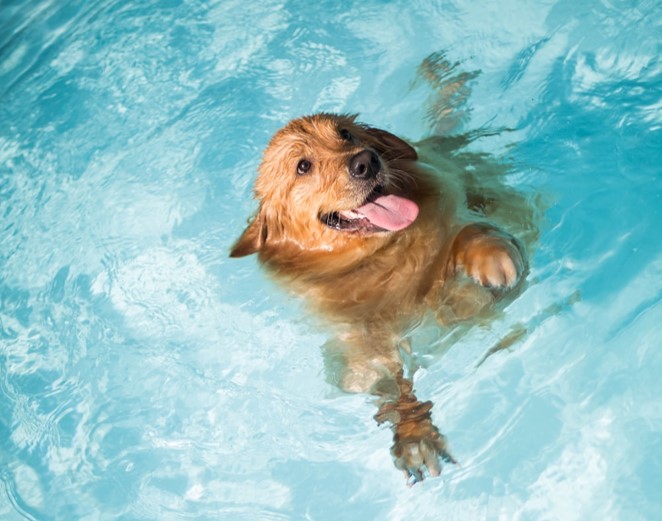 Dog swimming