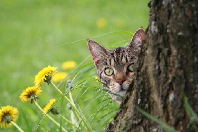 cat peering round tree