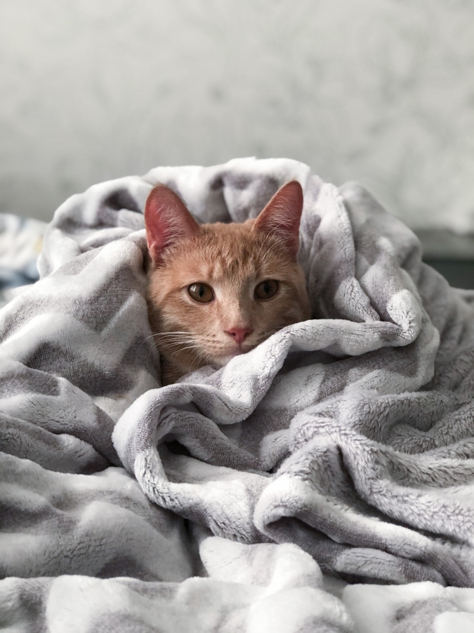 Everything You Need to Know About Getting Your First Kitten