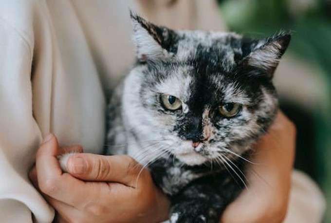 Separation Anxiety in Cats