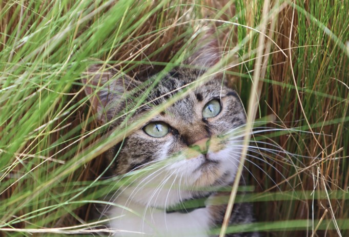 Why Do Cats Eat Grass?