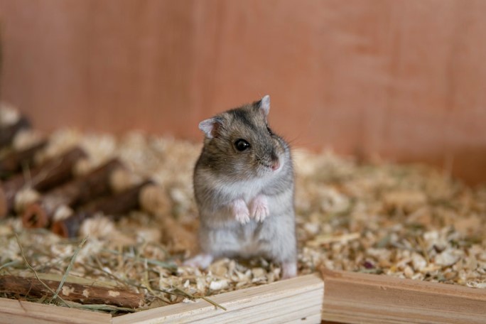 Hamster in cage