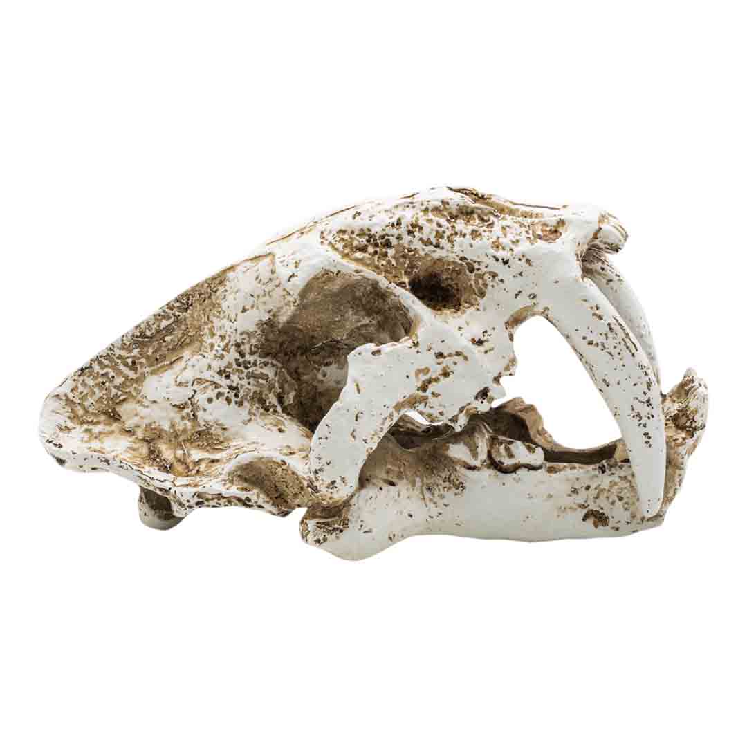 ProRep Smilodon Skull Reptile Vivarium Accessory