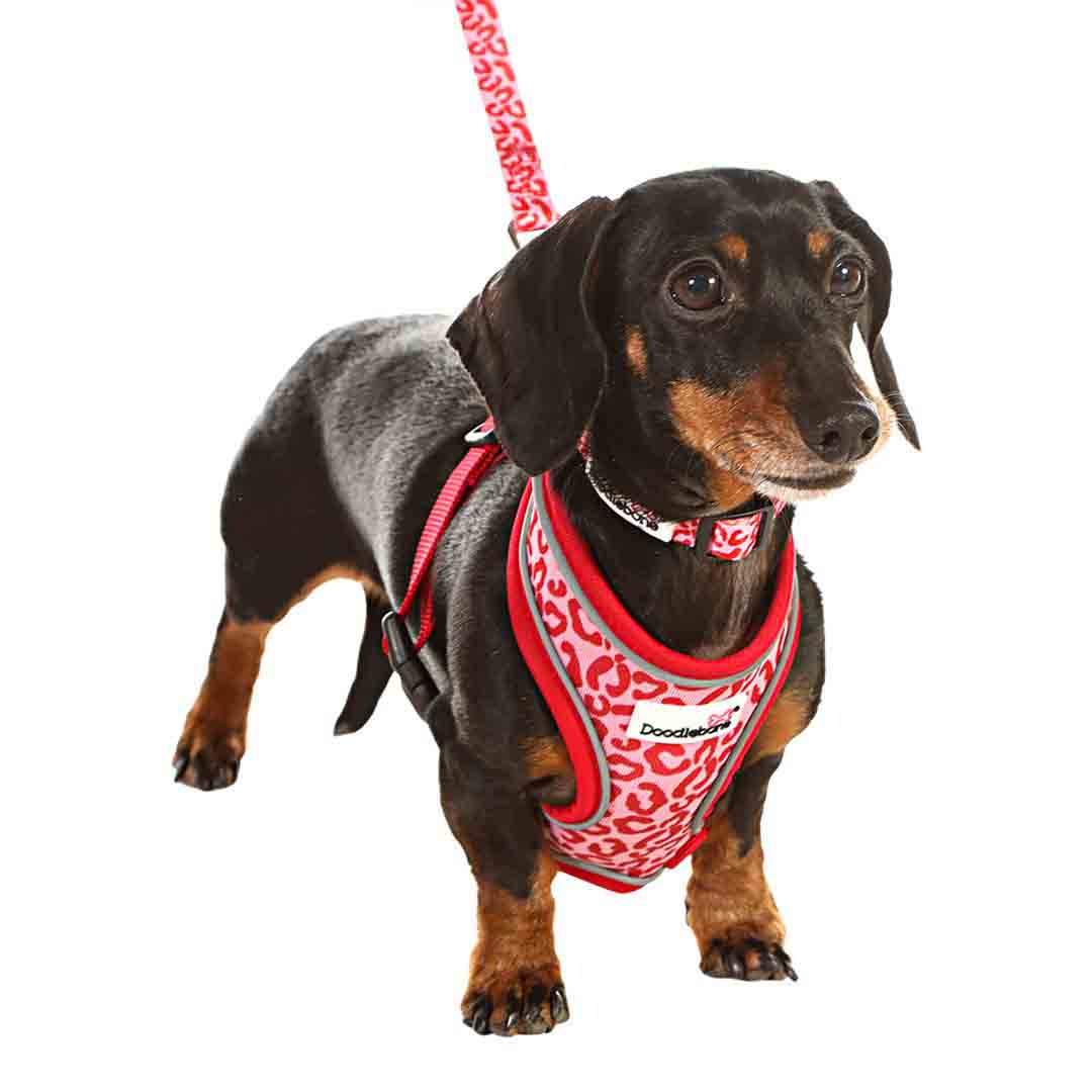 Doodlebone Airmesh Ruby Leopard Dog Harness 1