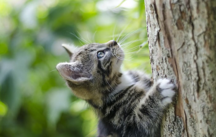 How To Stop Cats from Scratching Furniture