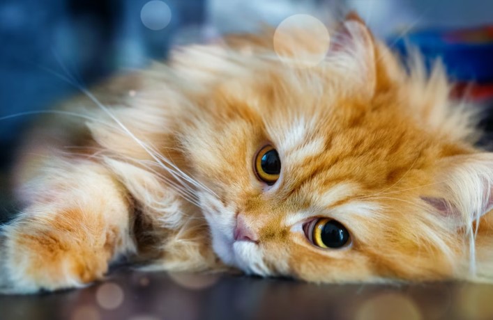 Treating Matted Cat Fur