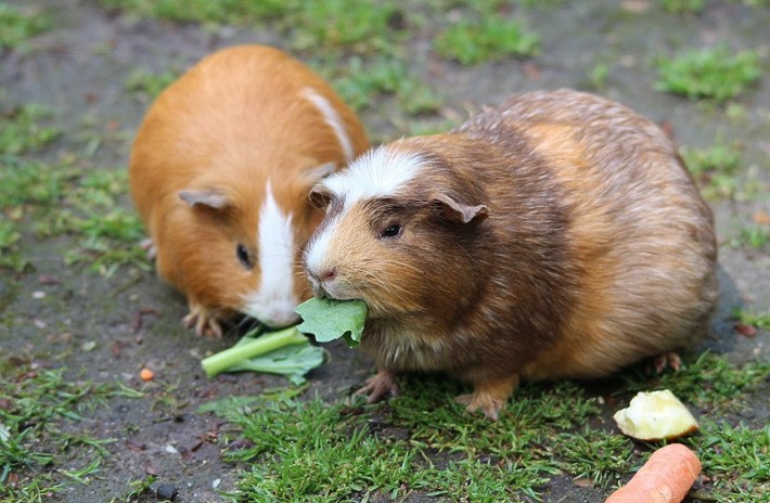 guinea pigs eating